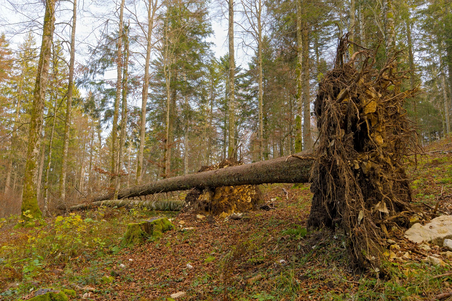 Enlèvement arbre urgence équipe à Saint-Médard-en-Jalles